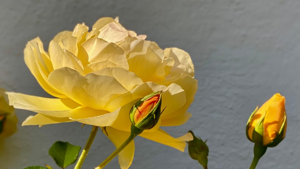 A New Faith: Part 1: Chapter 15