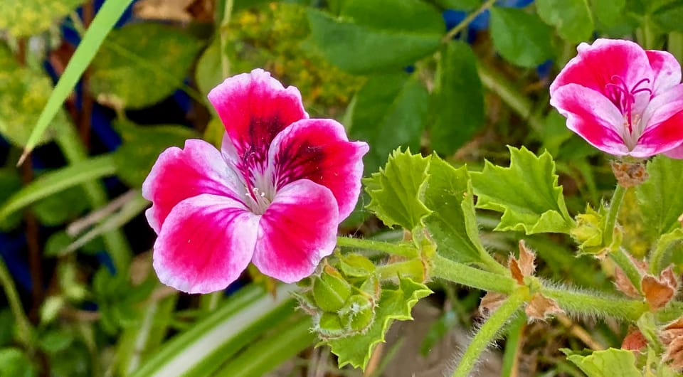 A New Faith: Part 2: Chapter 24