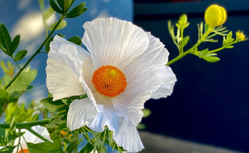 A New Faith: Part 1: Chapter 7